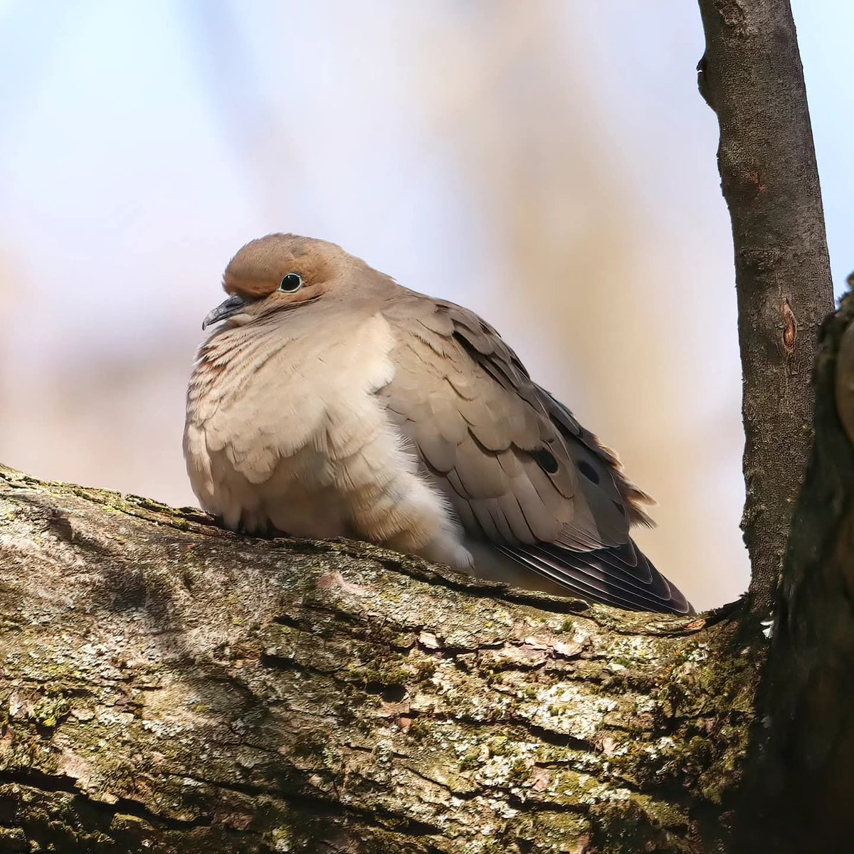 This mourning dove enjoyed an afternoon snooze...
#mourningdoves #mourningdove #doves #dove #afternoonsnooze