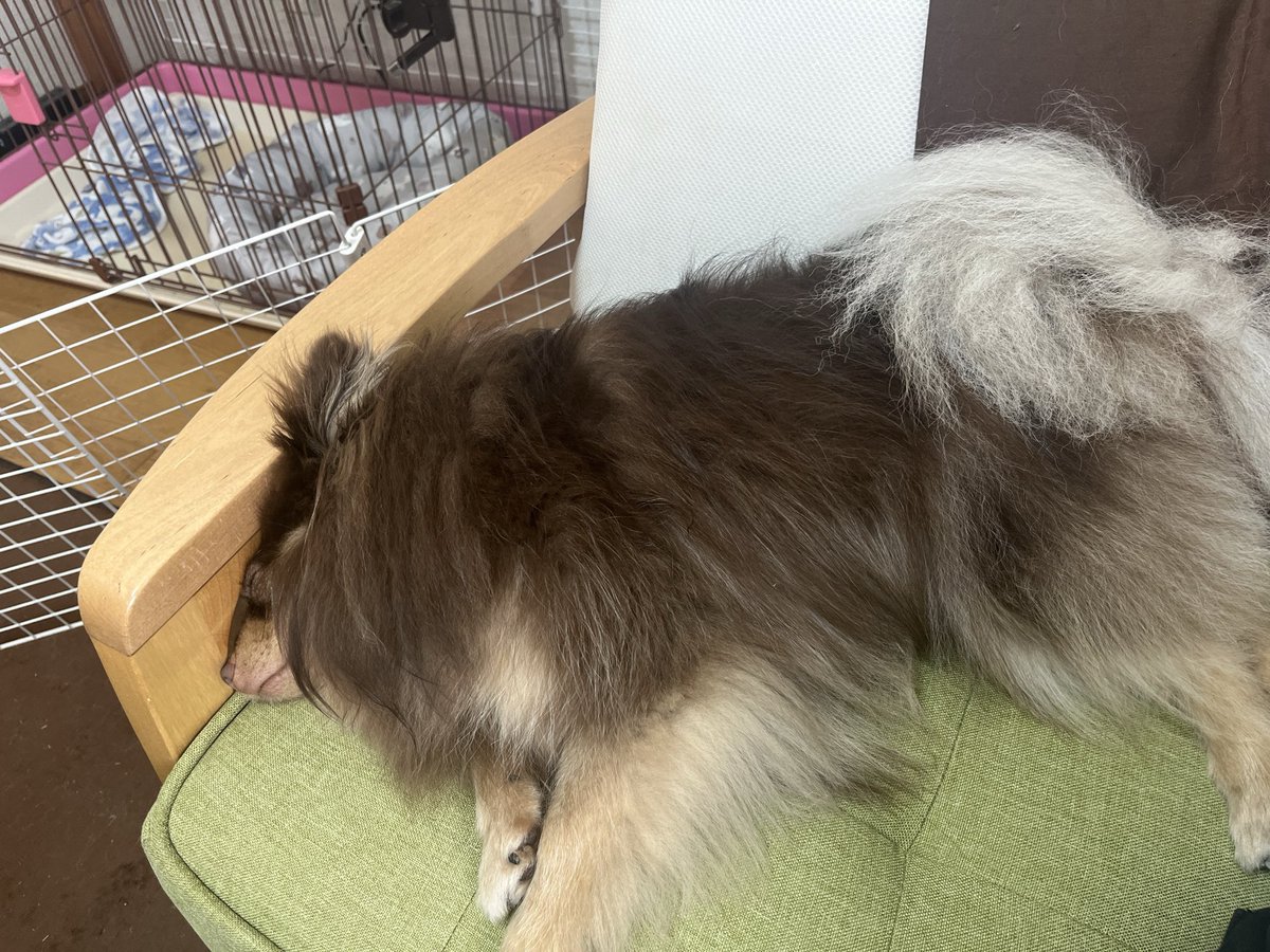 銀河一のいっも、 tweet media