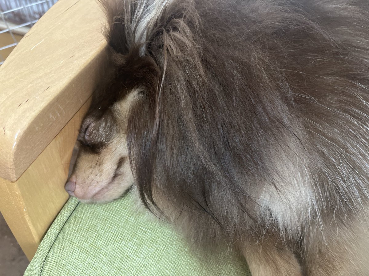 銀河一のいっも、 tweet media