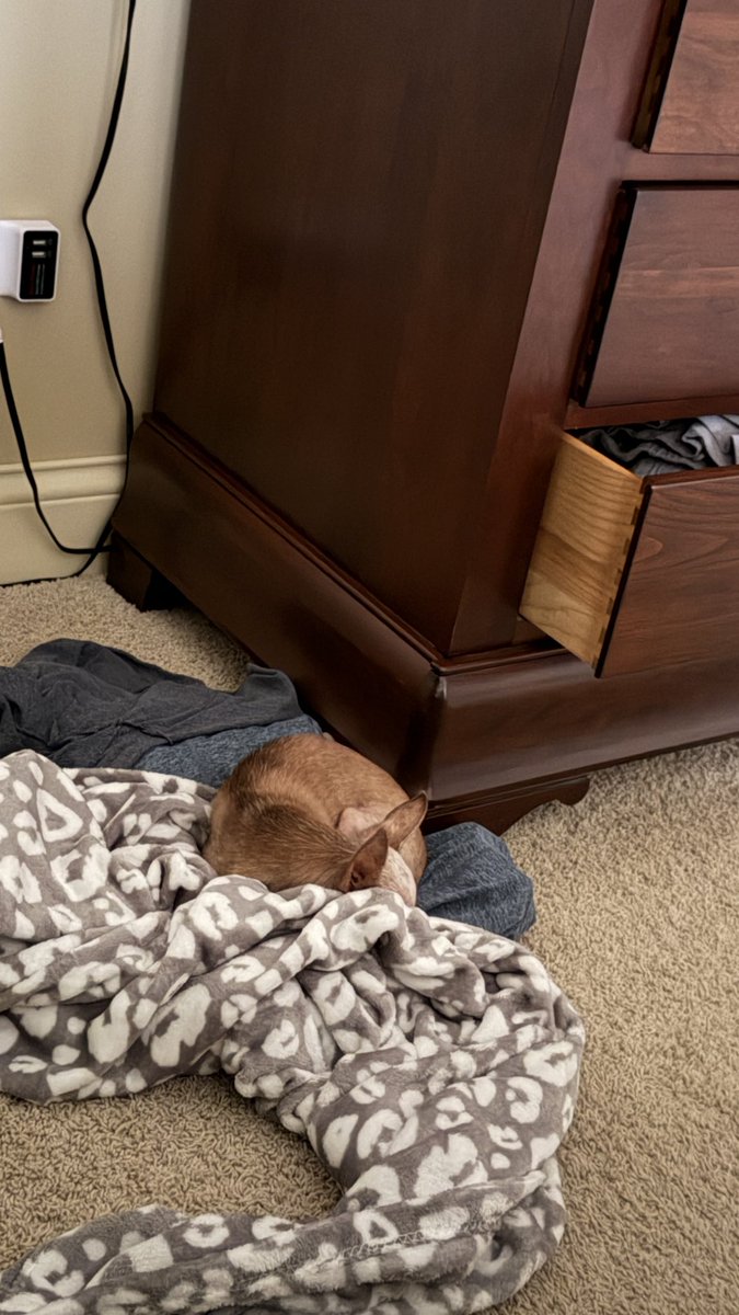 TweetyExpert @ StJudePlayLive tweet media