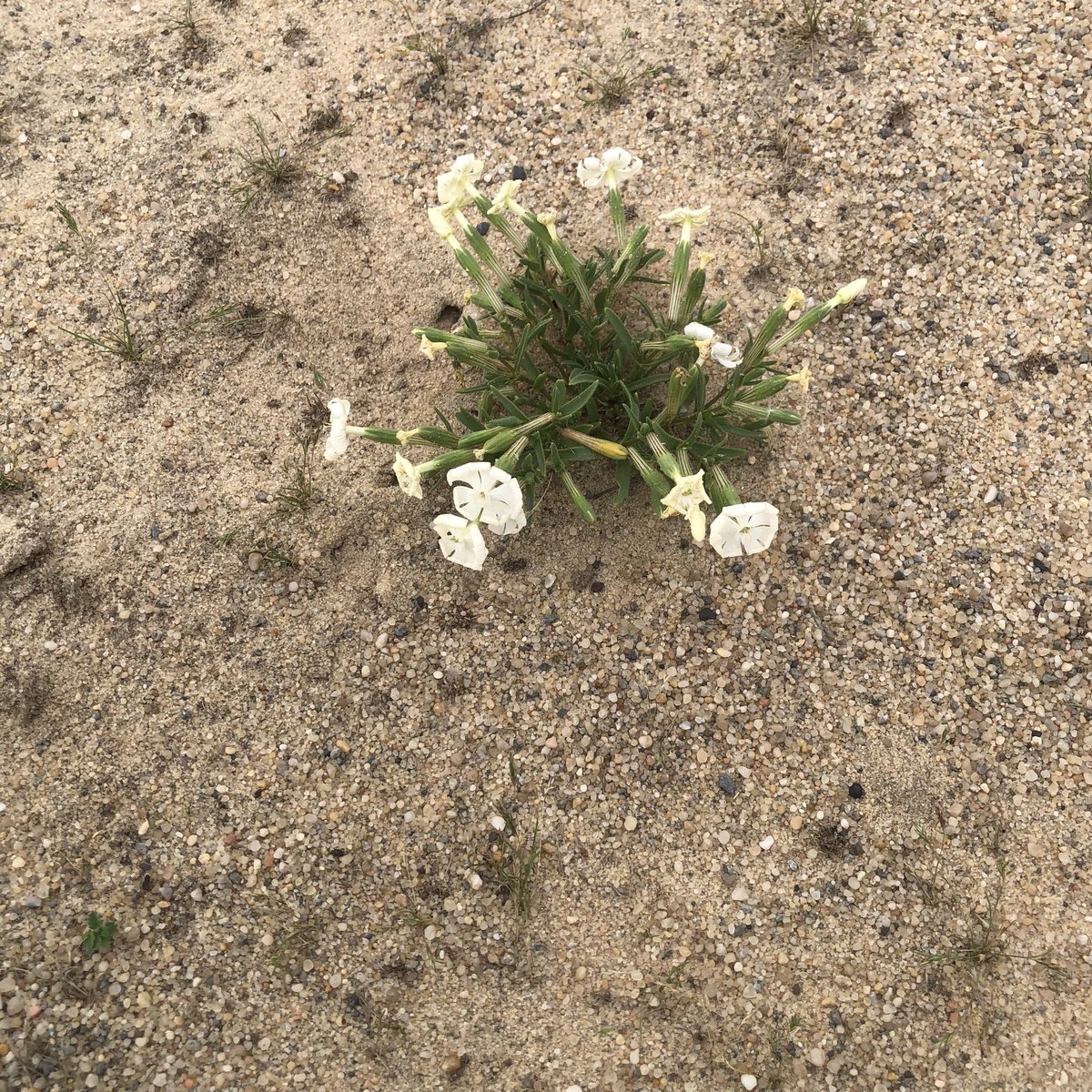 المحاورات 🇰🇼 tweet media