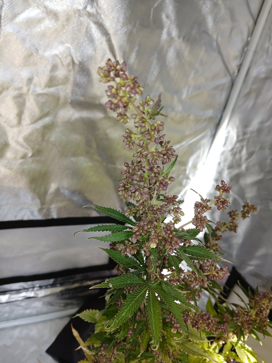 🌱匚卂尺乚口丅卄乇卂匚乇 🌱🇲🇽 tweet media