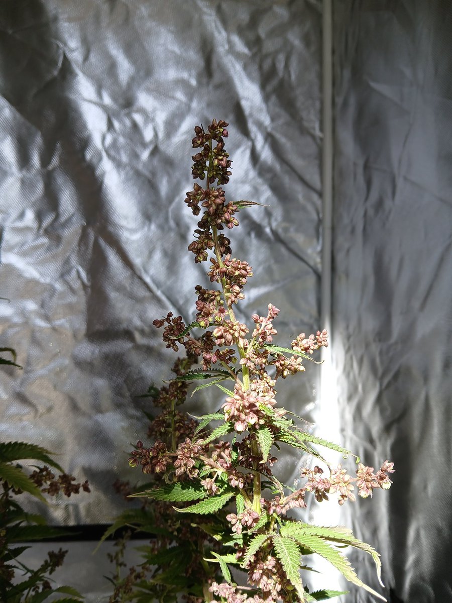 🌱匚卂尺乚口丅卄乇卂匚乇 🌱🇲🇽 tweet media