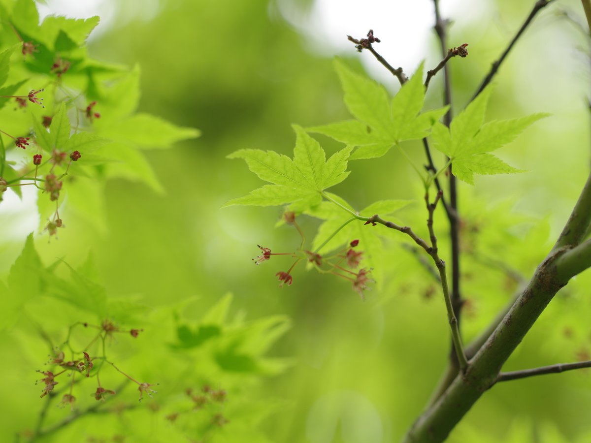 PENTAXXER's tweet photo. 645Z/HD PENTAX-D FA645 MACRO 90mm F2.8 ED AW SR
新緑は 思ったよりも 早く来る。
#青もみじ #新緑 #新宿御苑 #雅 #PENTAXGREEN #リコペン風景部 #PENTAX #pentax645z #pentax_dfa645_90macro https://t.co/RCx7gBmn0i