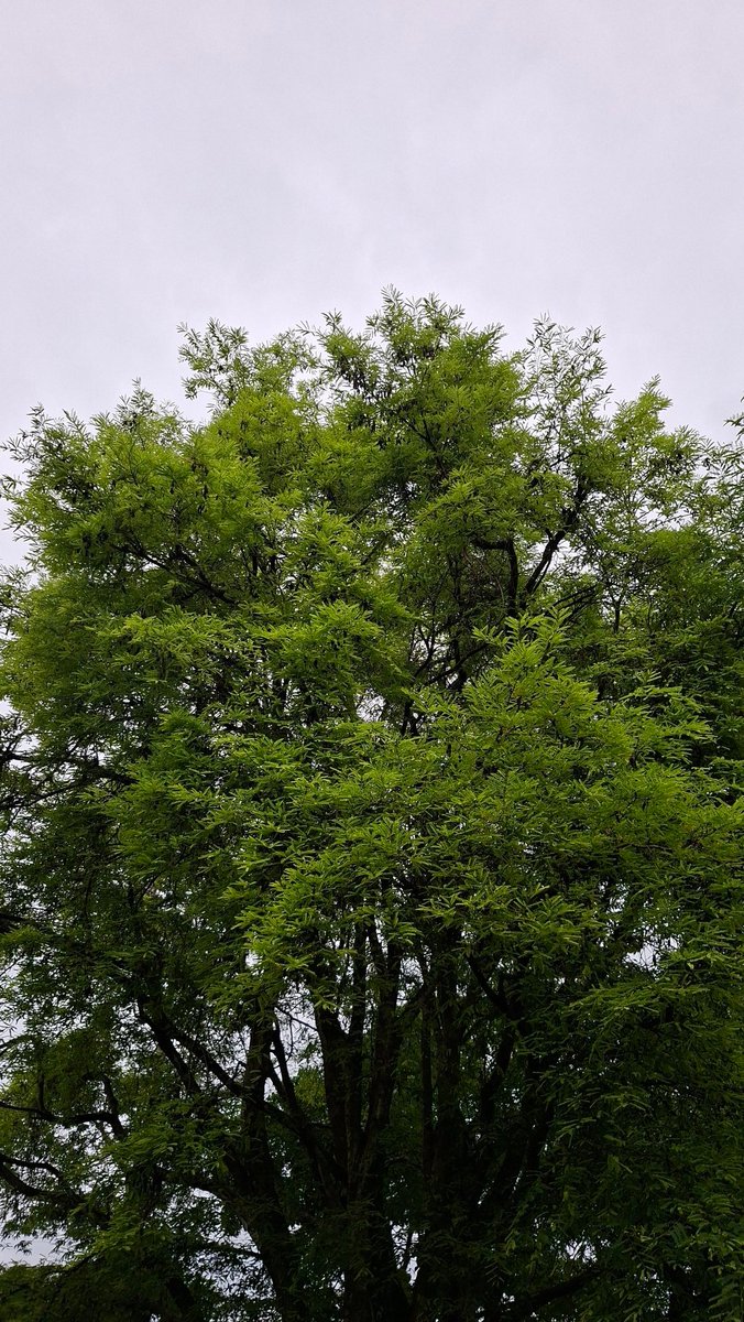 ✦𝐑𝐞𝐒𝐬²🤡✧ tweet media