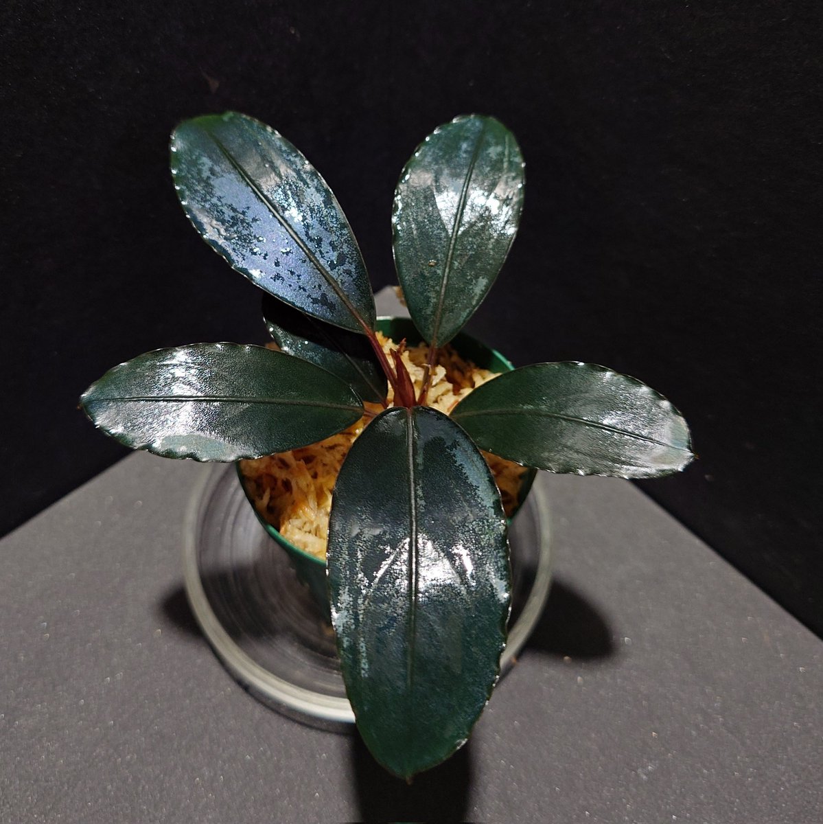 頭取れちゃって水苔で養生
HKR-18