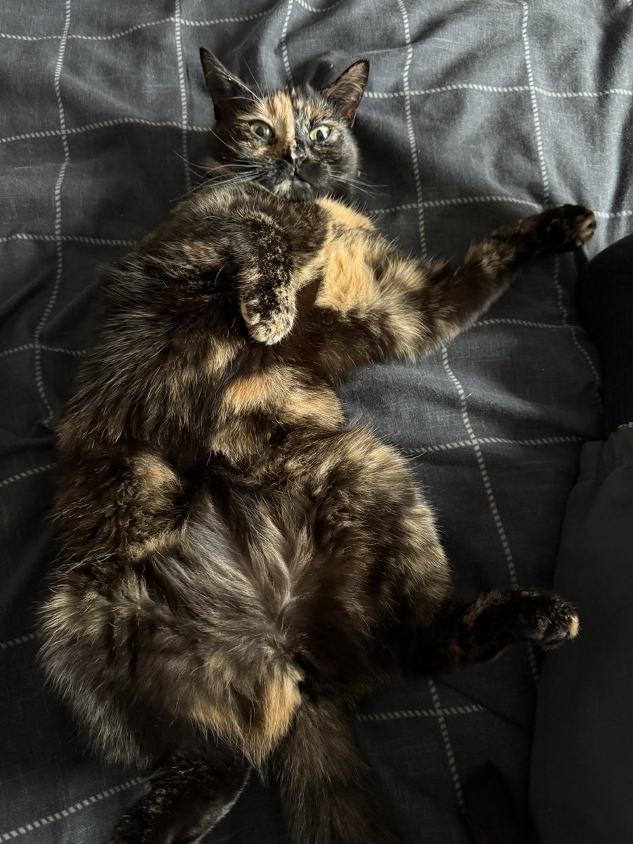 MaW-FURY-Gaming tweet media