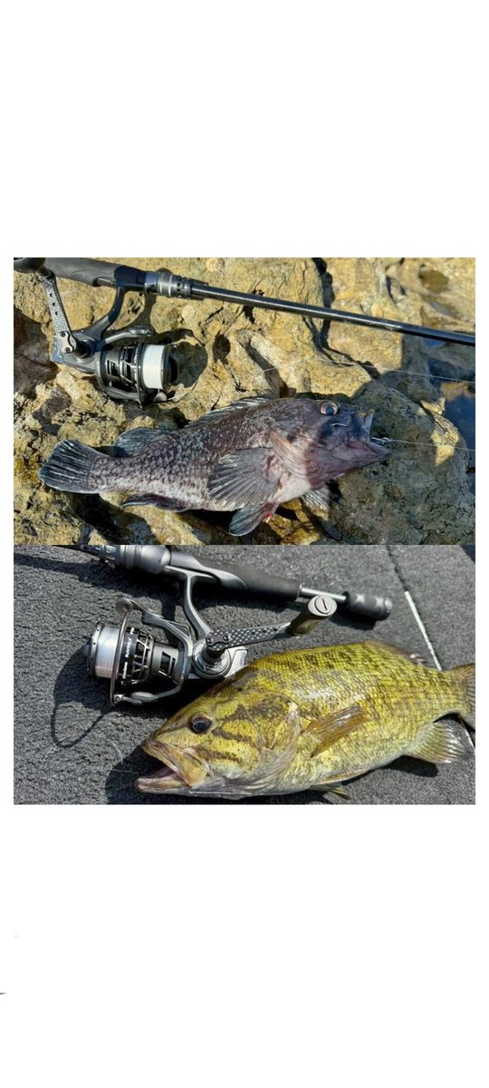 Hiro_8974's tweet photo. ２０２６年新製品 
✨AbuGarcia  RAYREX SP✨
2026年4月下旬発売予定❗
詳細は、ルアーニュースさんのホームページ
又は、PureFishingJapanのホームページをご覧下さい。

@lurenews
@purefishing_jp
#新製品
#レイレックス
#pr https://t.co/JQJuB9tPDx