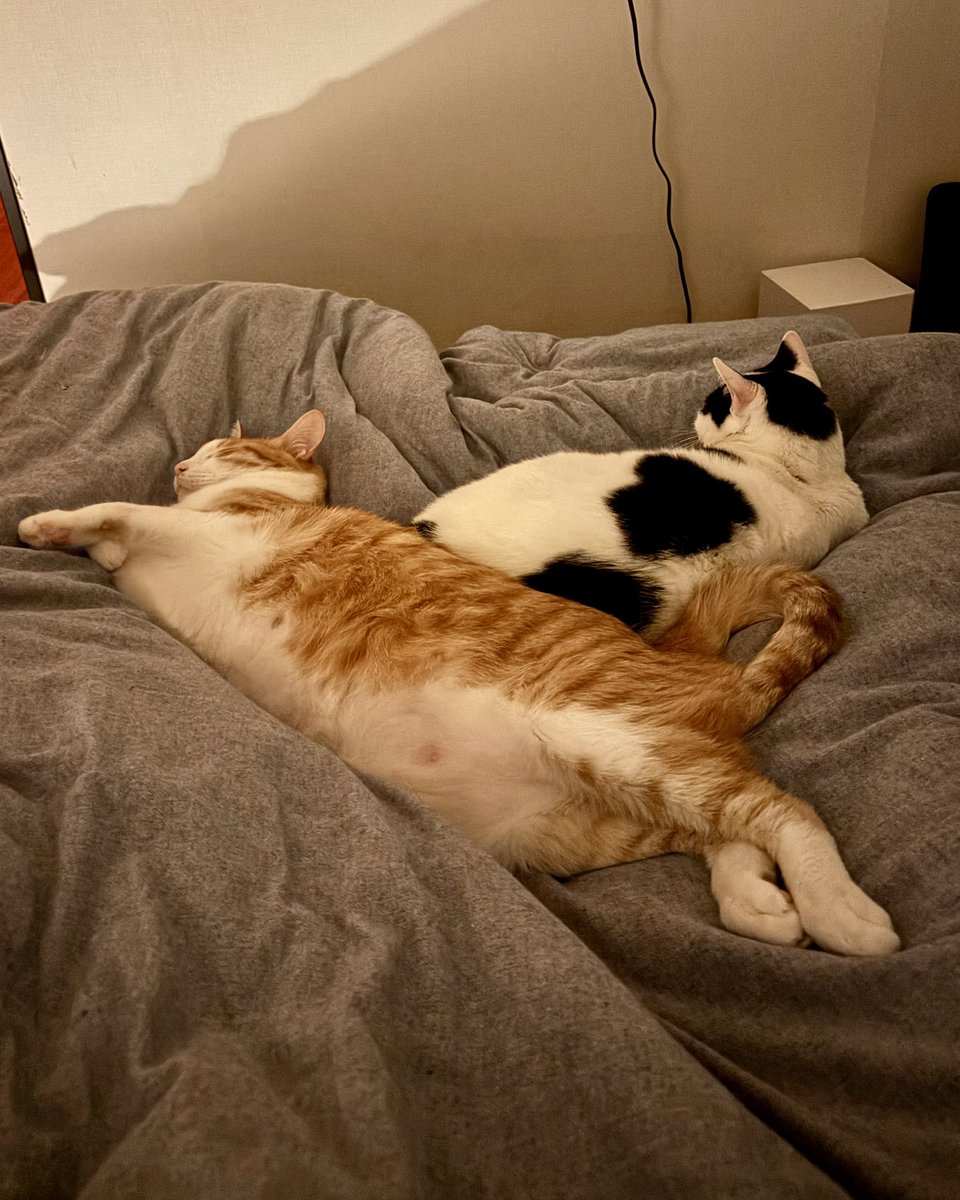 いつでもどこでも猫まみれ🐱 tweet media