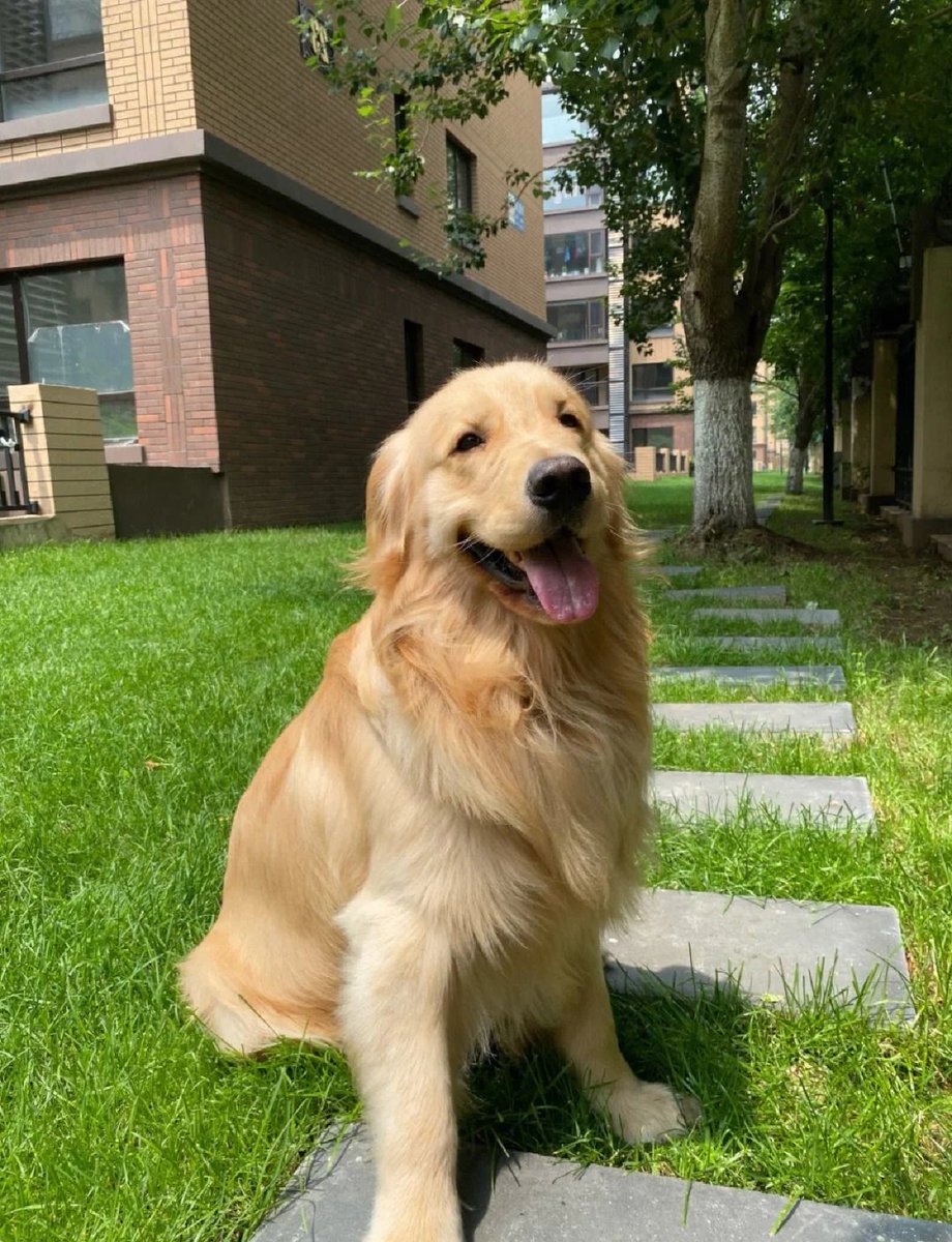 javinhuntley's tweet photo. "Watching my pup turn from a tiny, wobbly ball of fur into a confident, tail-wagging bestie  Every messy paw print, every silly zoomie—love every step of this journey! #PuppyGrowth #DogMomLife" https://t.co/gXcZXMiipe