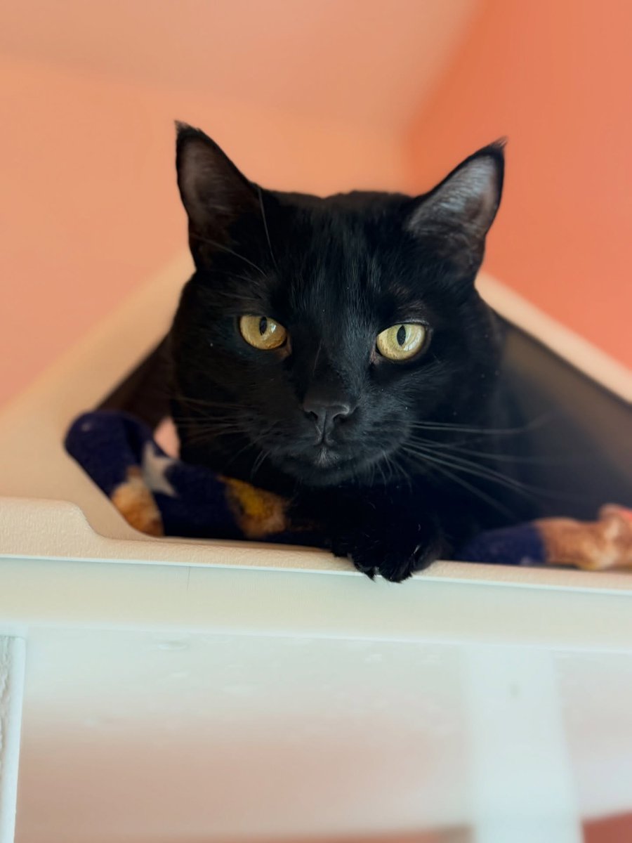 bmorehumane's tweet photo. Please welcome your new manager: Aimee
Head of WFH Operations. 

Her qualifications:
• Mandatory wand toy breaks
• Friendly leg-rub greetings~3 years old and best as the only cat so she can fully focus on supervising her human.

Adopt Aimee: https://t.co/WhRygaVPdZ

#baltimore https://t.co/6yHTyKbi5K