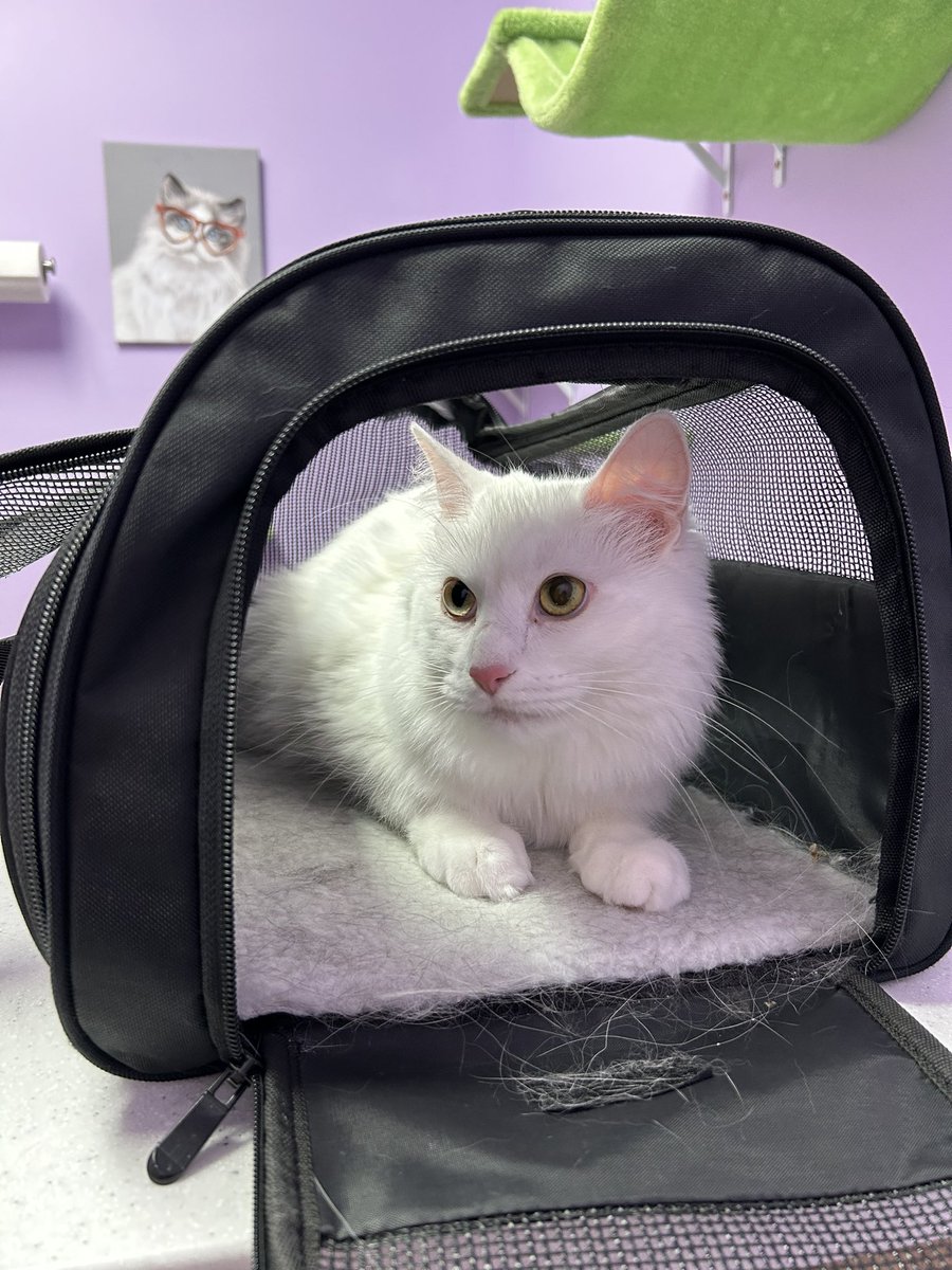 コンパスとマップ Compass and Map tweet media