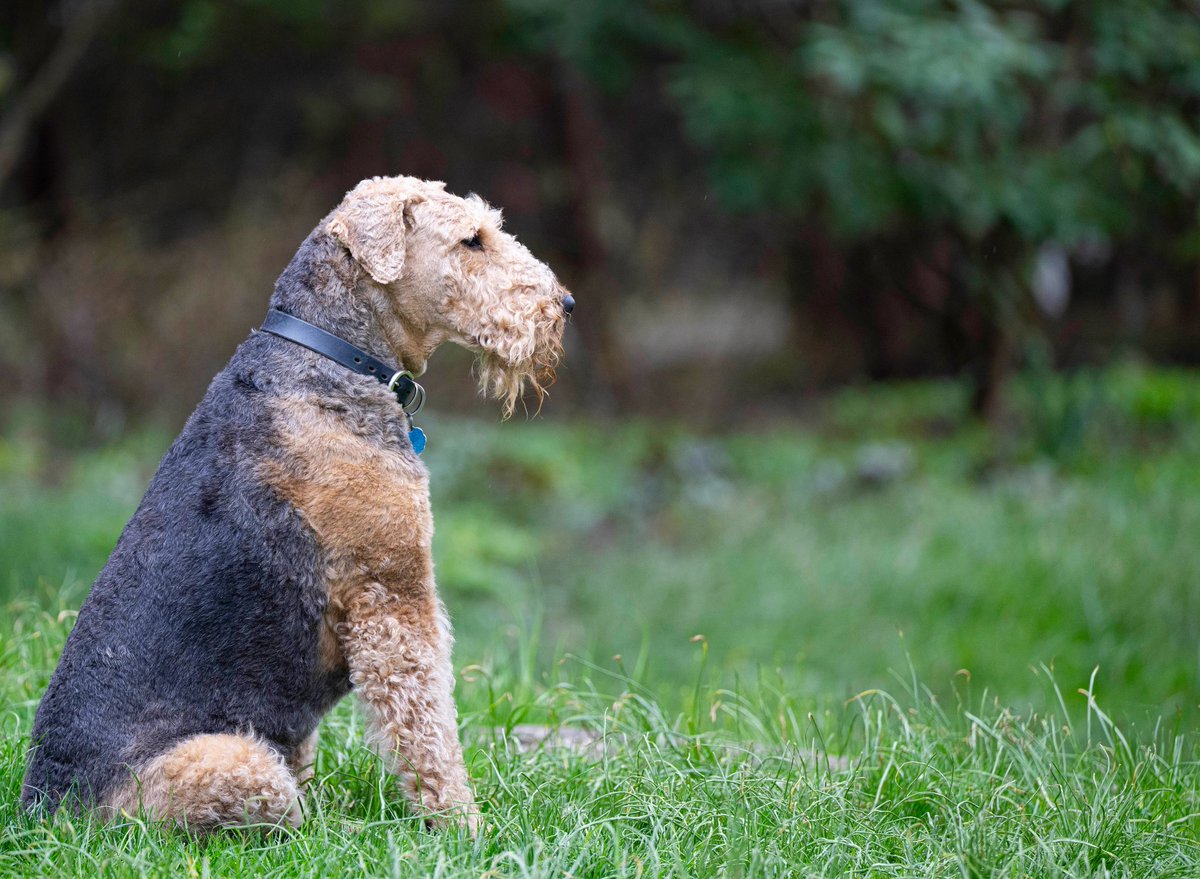 ACStuz's tweet photo. @SluggoDoug speaking of Artemis, this is my Airedale Rocket!! https://t.co/kWk2TGvWO9