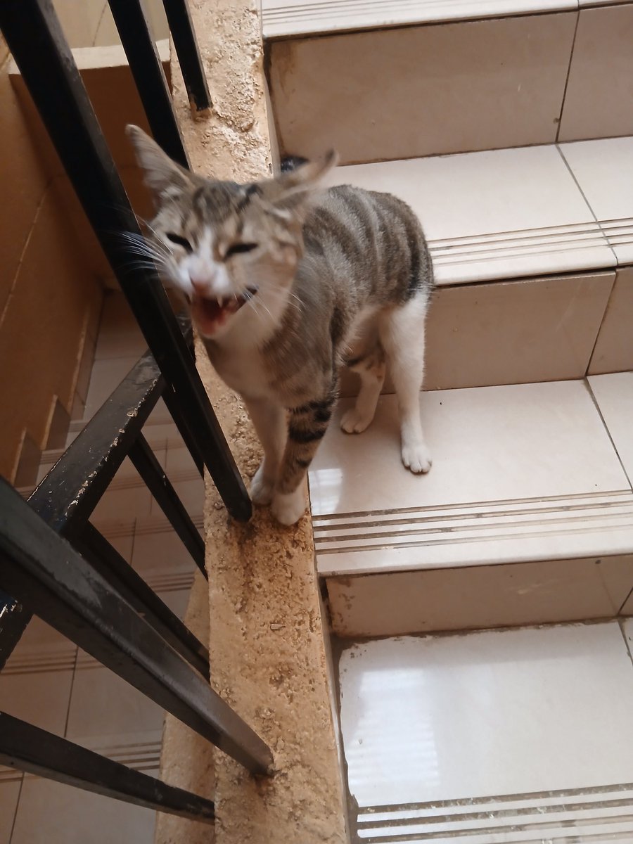 Abuga🐐 tweet media