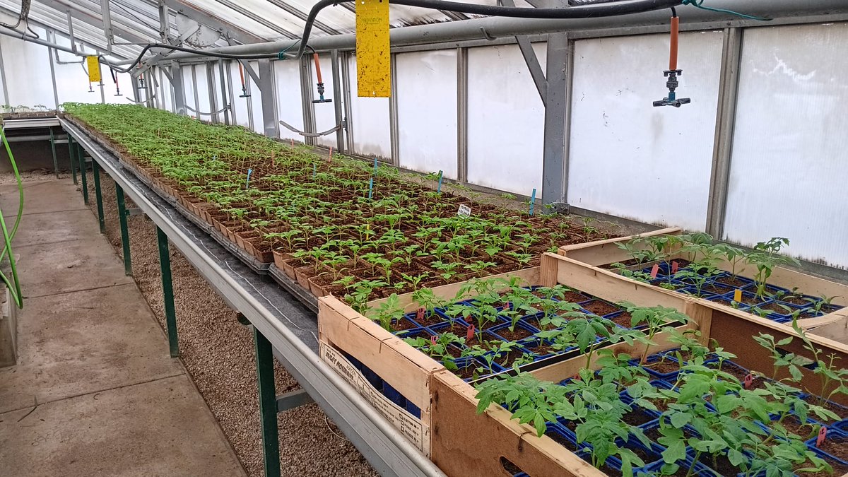 Villeneuve94190's tweet photo. #ESPACESVERTS | Les serres en action 🌱

Silence, ça pousse !

Les équipes des espaces verts assurent actuellement la production de plantes en serres.

🌿 Ces cultures permettront de fleurir la ville dans les prochaines semaines.

👏 Merci aux agents pour leur excellent travail. https://t.co/9UxxalHlTX