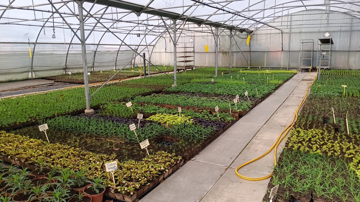 Villeneuve94190's tweet photo. #ESPACESVERTS | Les serres en action 🌱

Silence, ça pousse !

Les équipes des espaces verts assurent actuellement la production de plantes en serres.

🌿 Ces cultures permettront de fleurir la ville dans les prochaines semaines.

👏 Merci aux agents pour leur excellent travail. https://t.co/9UxxalHlTX