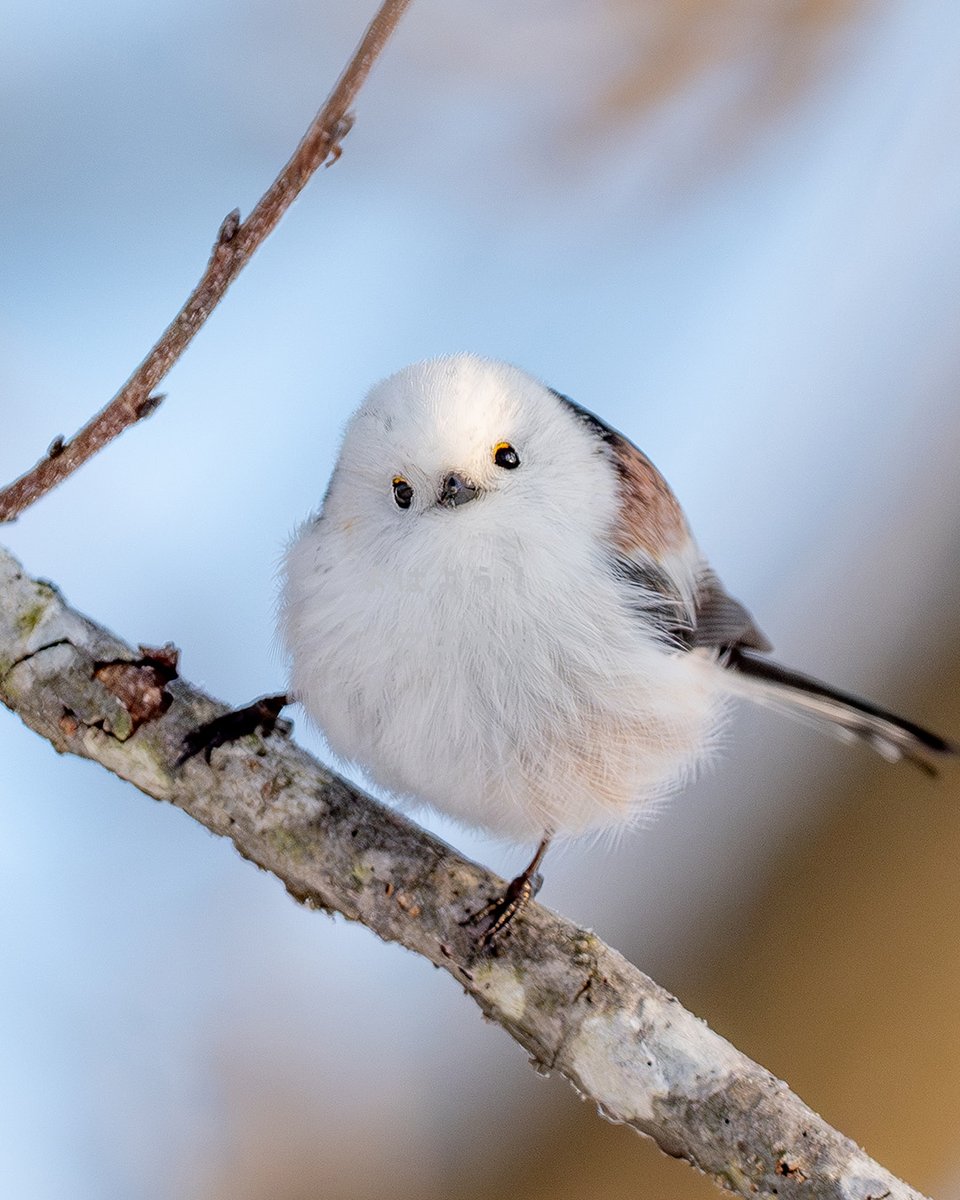 キリッとしたシマエナガです