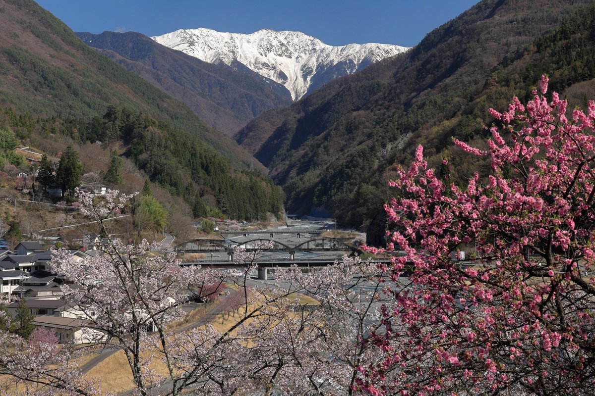 2026年4月9日・大西公園(下伊那郡大鹿村)

桜と赤石岳は本当に見応え、撮り応えがあり、いろいろ構図を変えながら夢中でシャッター切ってましたので、それらもアップしておきますね👍
#大西公園
#大鹿村
#しあわせ信州