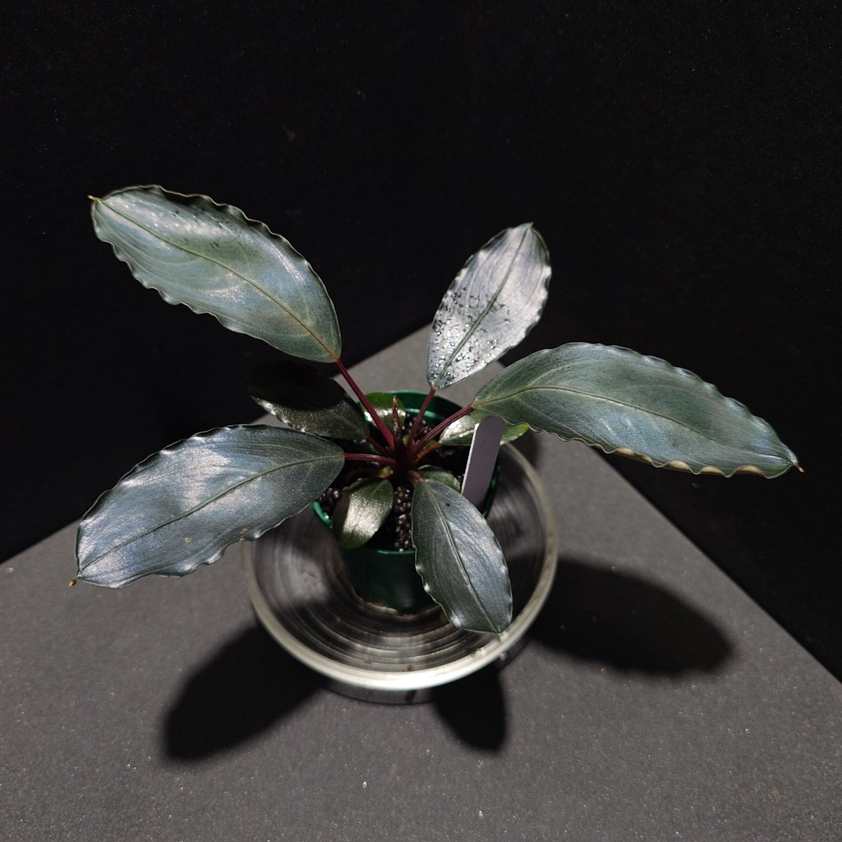 鉢増ししないとな〜と思いつつそのままなHKR-75