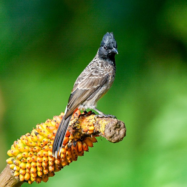 Vinaykumarshe14's tweet photo. Red-vented Bulbul 
Hide 📸 Hebri Birding 
At Udupi Hebri Karnataka     🇮🇳
#hebribirding #Birdsofkarnataka
#Karnataka #NikonIndia
#BirdWatching
#wildlifephotography
#NaturePhotography
#Birds #Hide #BirdTwitter #ThePhotoHour 
#BirdLovers 
@IndiAves https://t.co/iycx9OFSpE