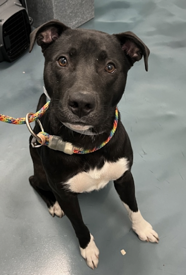 BeeDoDoobieDo's tweet photo. 🆕intake CROWN👑
2yr old stray can be found in Queens
happy, handsome boy initially shy, then
full on L😍VE and energy to share.
Bring him home, help him be the best and
gain a forever friend♥️
https://t.co/R93Q6rBAcl
#AdoptDontShop #FostersSaveLives