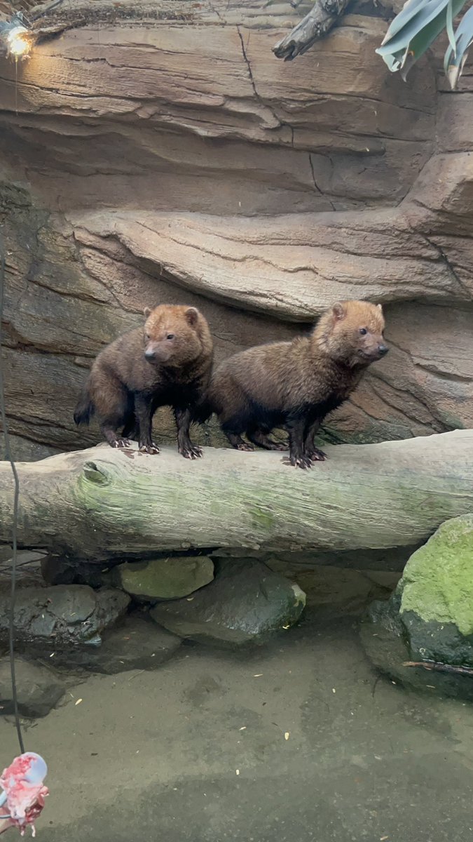 ♪♪♪ tweet media