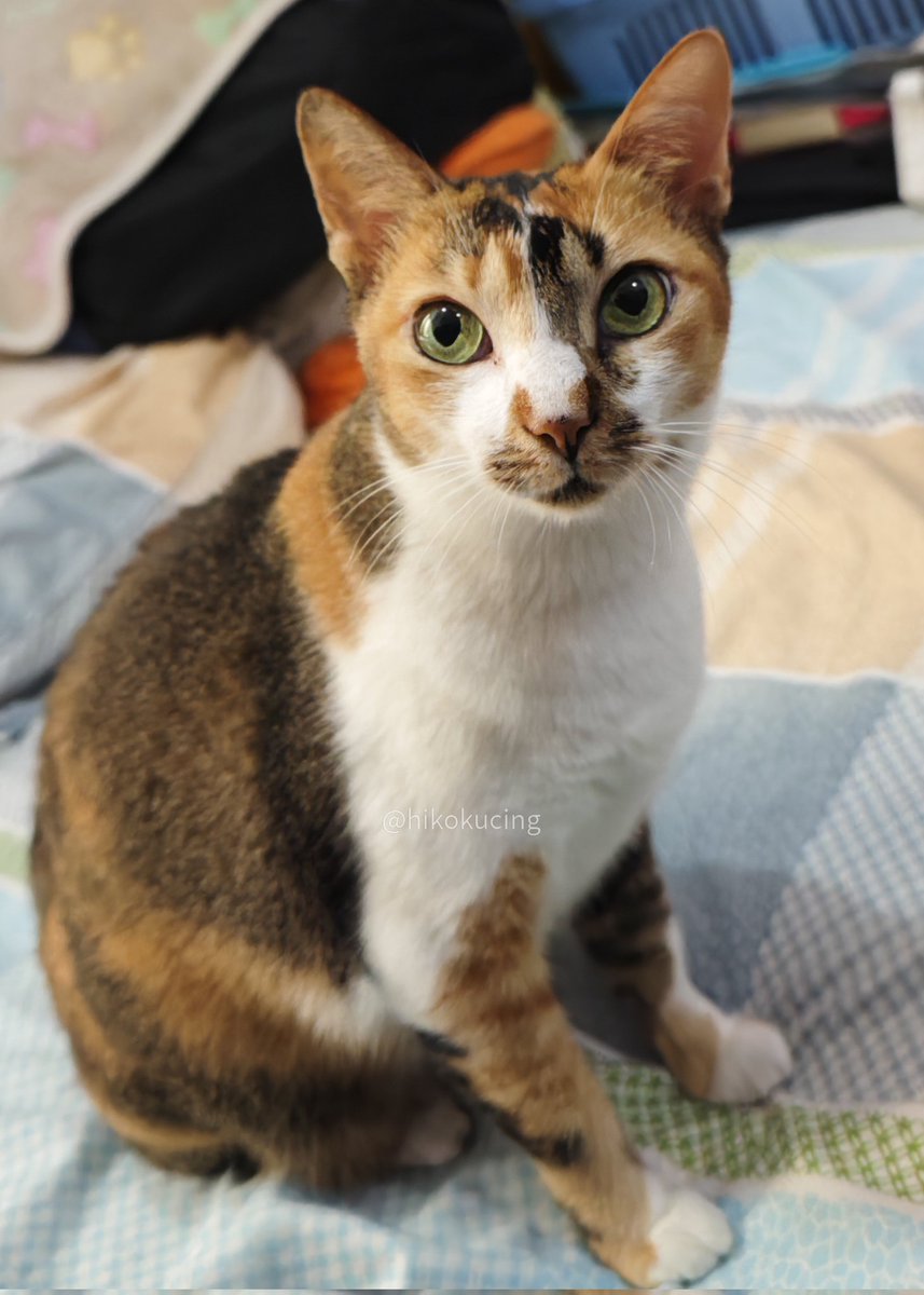 Hiko 🐈 tweet media