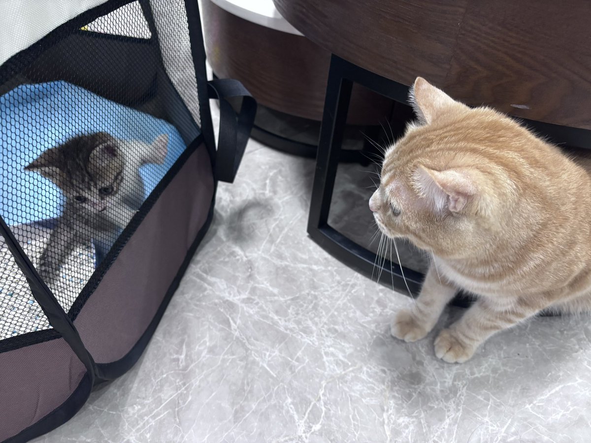 忠犬厨 tweet media