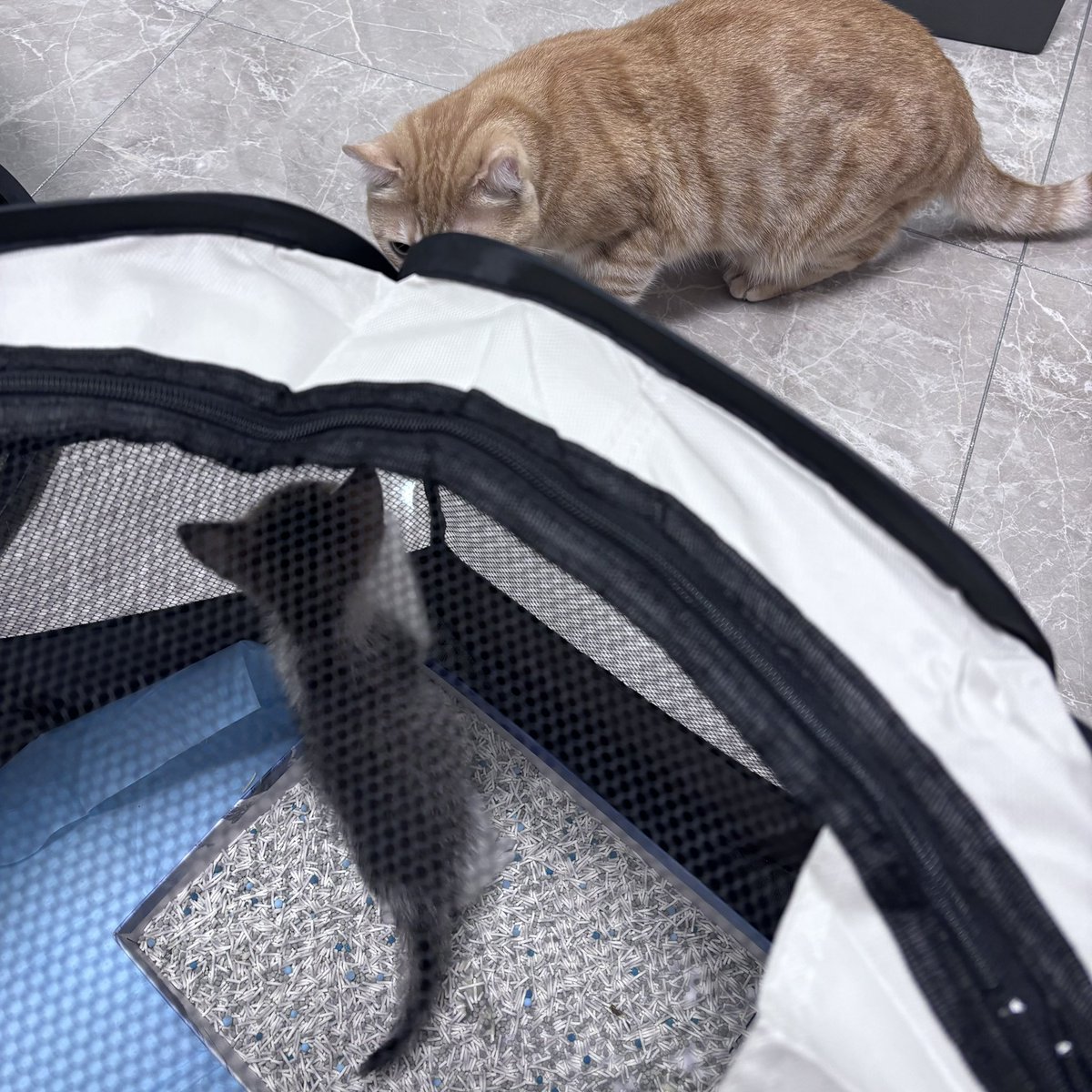 忠犬厨 tweet media