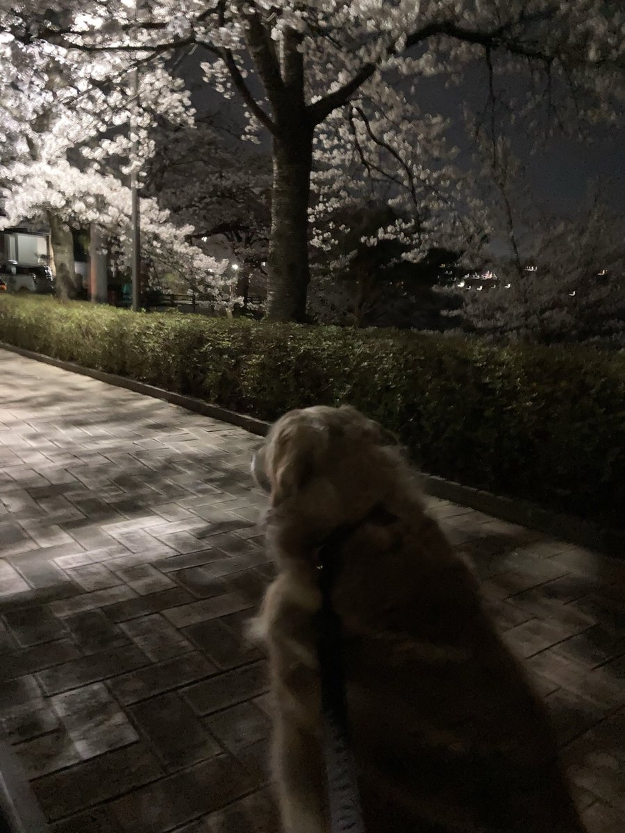 あざラッシュ🦭manmaru 春コミ新刊通販 tweet media