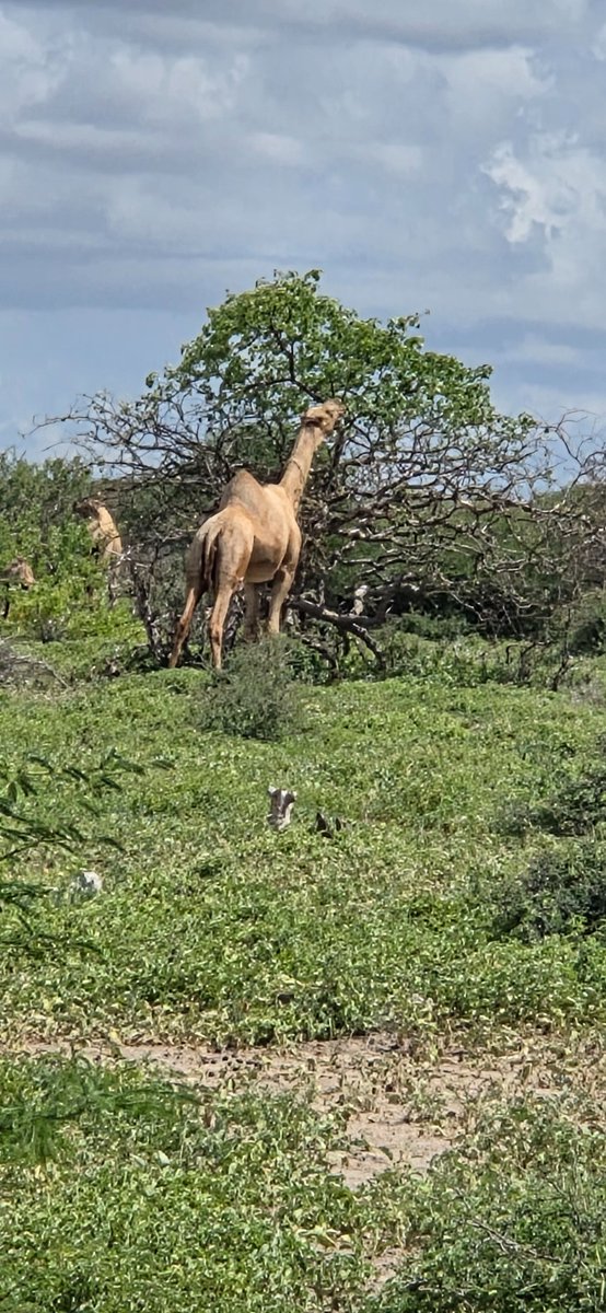 kalil777's tweet photo. For the public to know, i bought it with 250,000 shillings + 10,000 unusual dilal. https://t.co/swzOcOHdt5