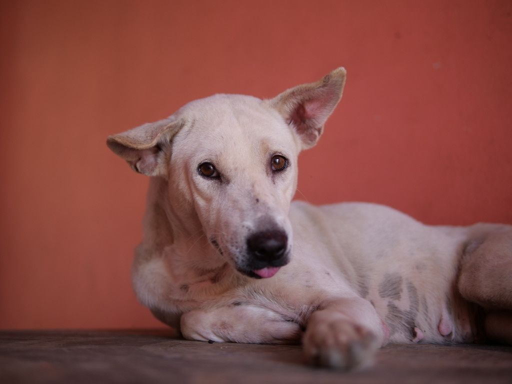 TMTRD - The Man That Rescues Dogs Foundation tweet media