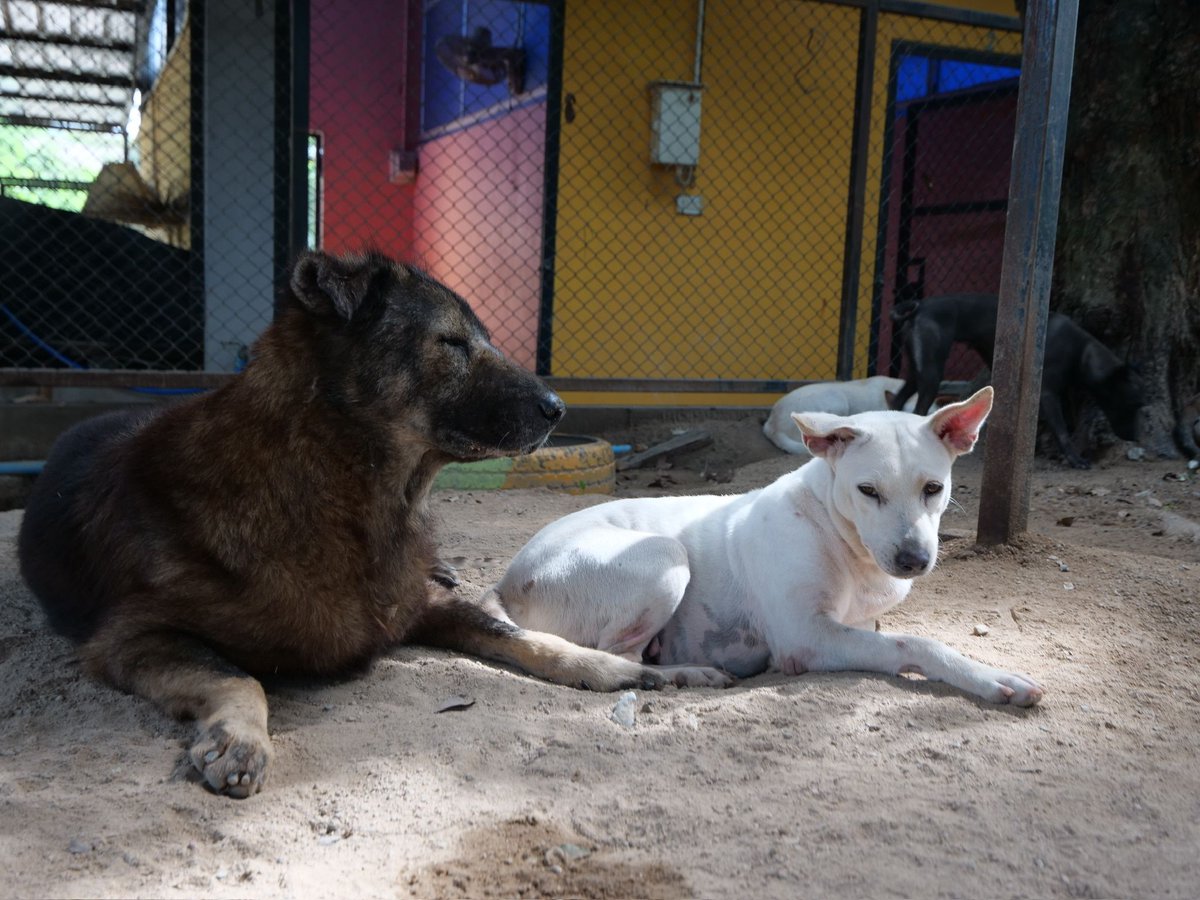 TMTRD - The Man That Rescues Dogs Foundation tweet media