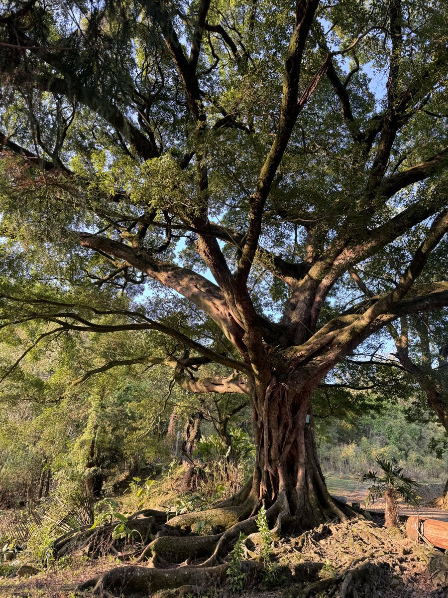 生青， tweet media