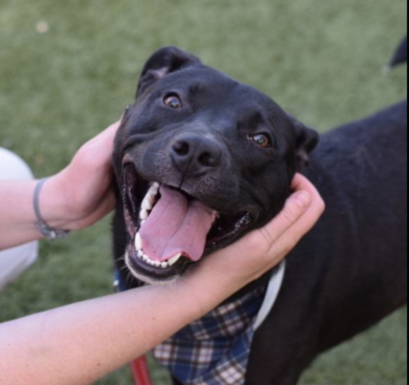 BeeDoDoobieDo's tweet photo. 🆕intake CROWN👑
2yr old stray can be found in Queens
happy, handsome boy initially shy, then
full on L😍VE and energy to share.
Bring him home, help him be the best and
gain a forever friend♥️
https://t.co/R93Q6rBAcl
#AdoptDontShop #FostersSaveLives