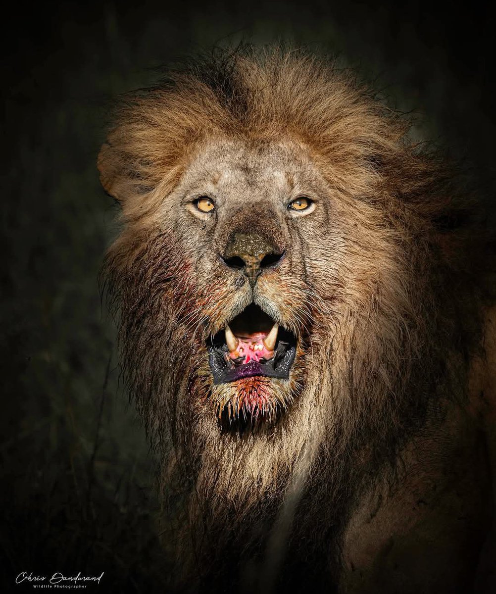 LION LOVERS tweet media