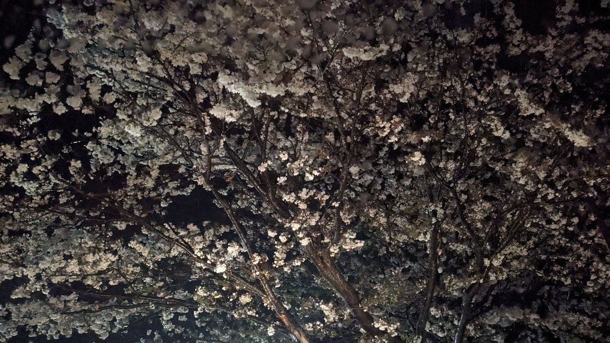 💚ふくちゃん💚(山口四池)💚 tweet media