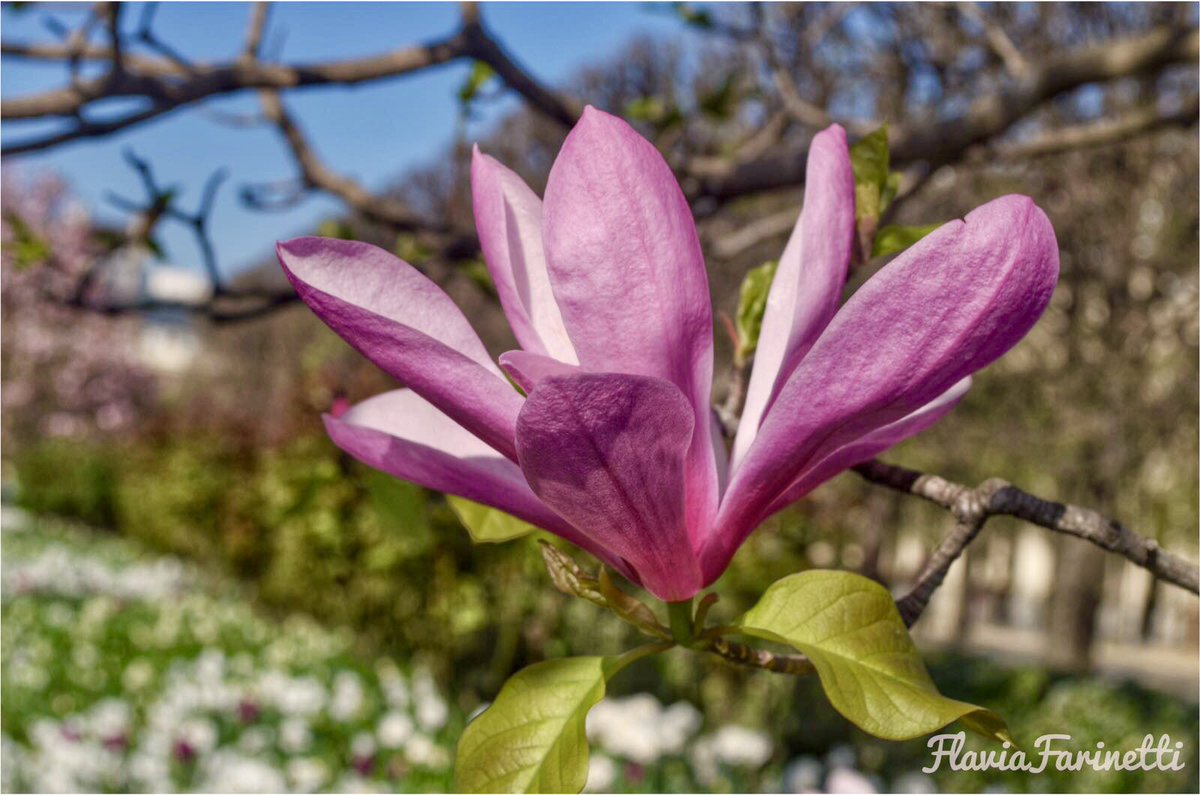 FlaviaF_1310's tweet photo. @DailyPicTheme2 @drcarolf Flourish in the spring! #magnolia 🌸 #DailyPictureTheme #parisinspring #paris #springtime #flavphoto #FlowersOnX #flowerReport https://t.co/0wckudqc56