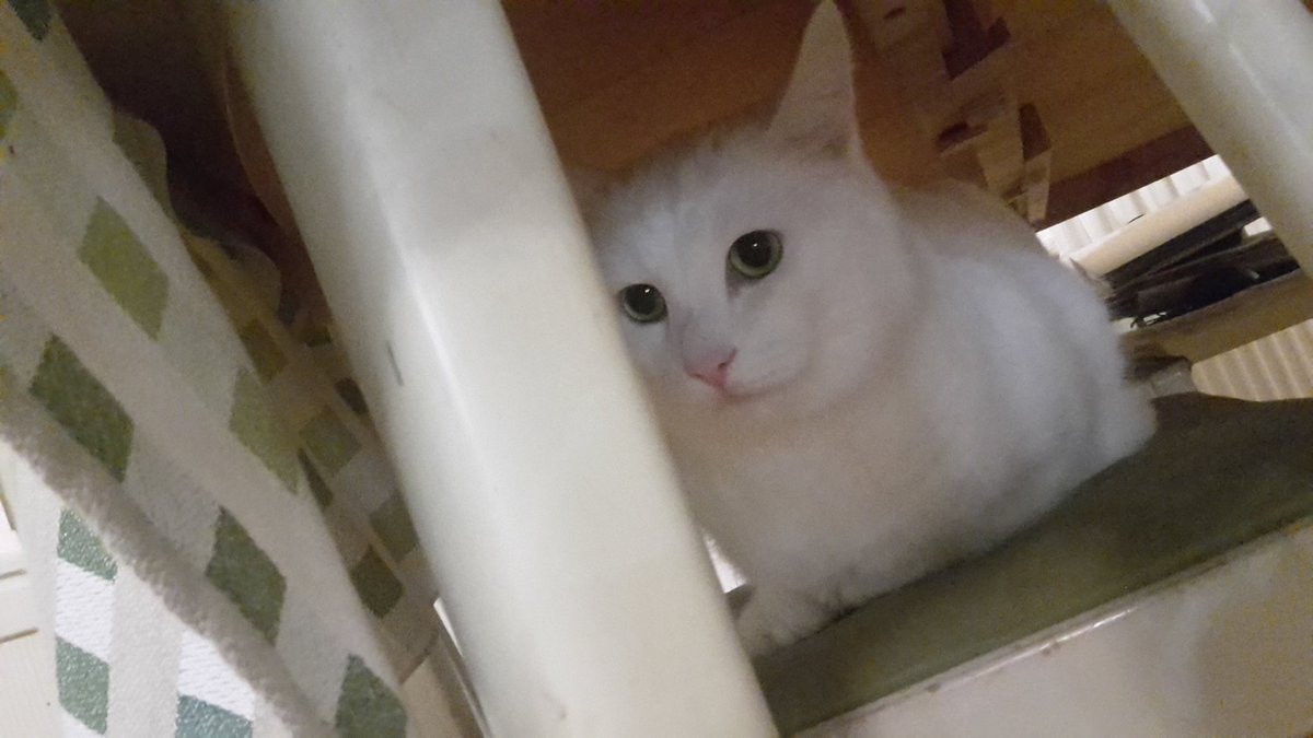 𝐒𝐞𝐨𝐮𝐥𝐣𝐚𝐁𝐨𝐲 🇸🇪 tweet media