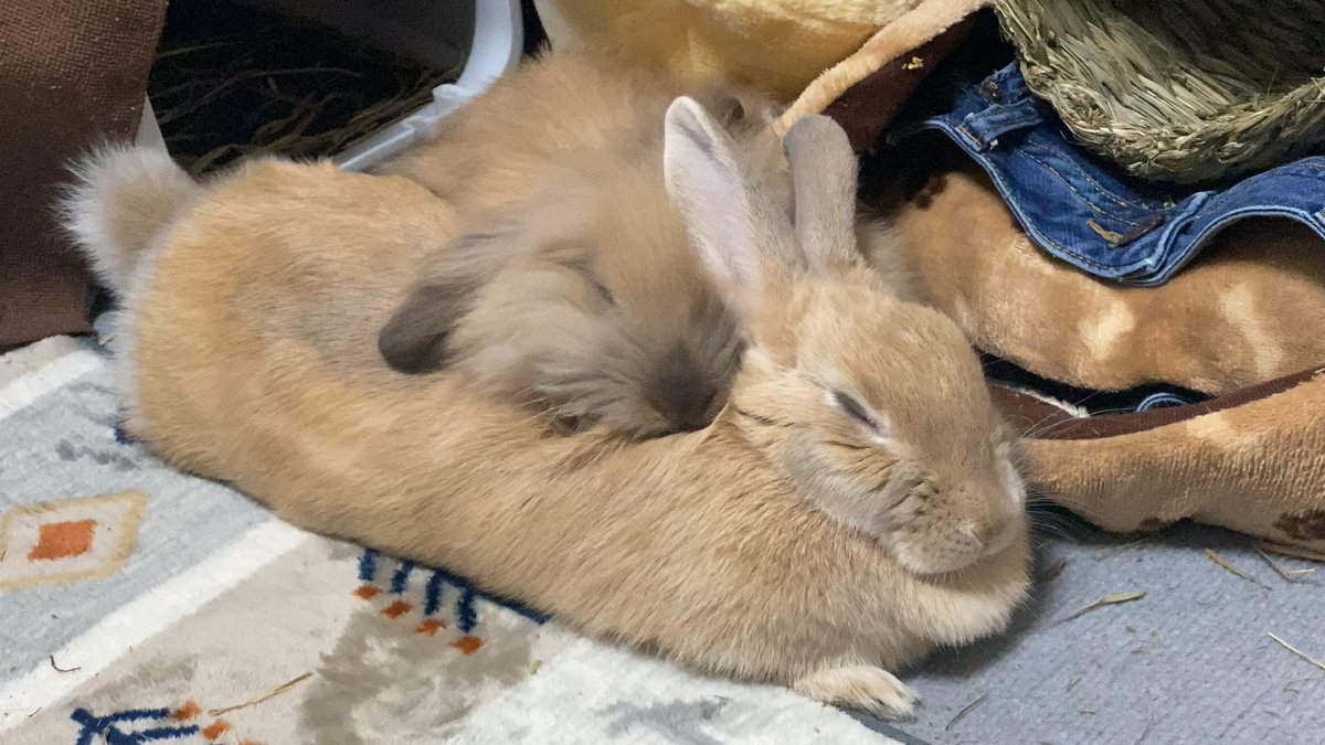 M20200726's tweet photo. 懐かしいなぁ
あああああああ可愛い❤️
私の宝物

🐰🐰👧

宝物たちいいいいい
大好き https://t.co/Q0cmkZjOCl