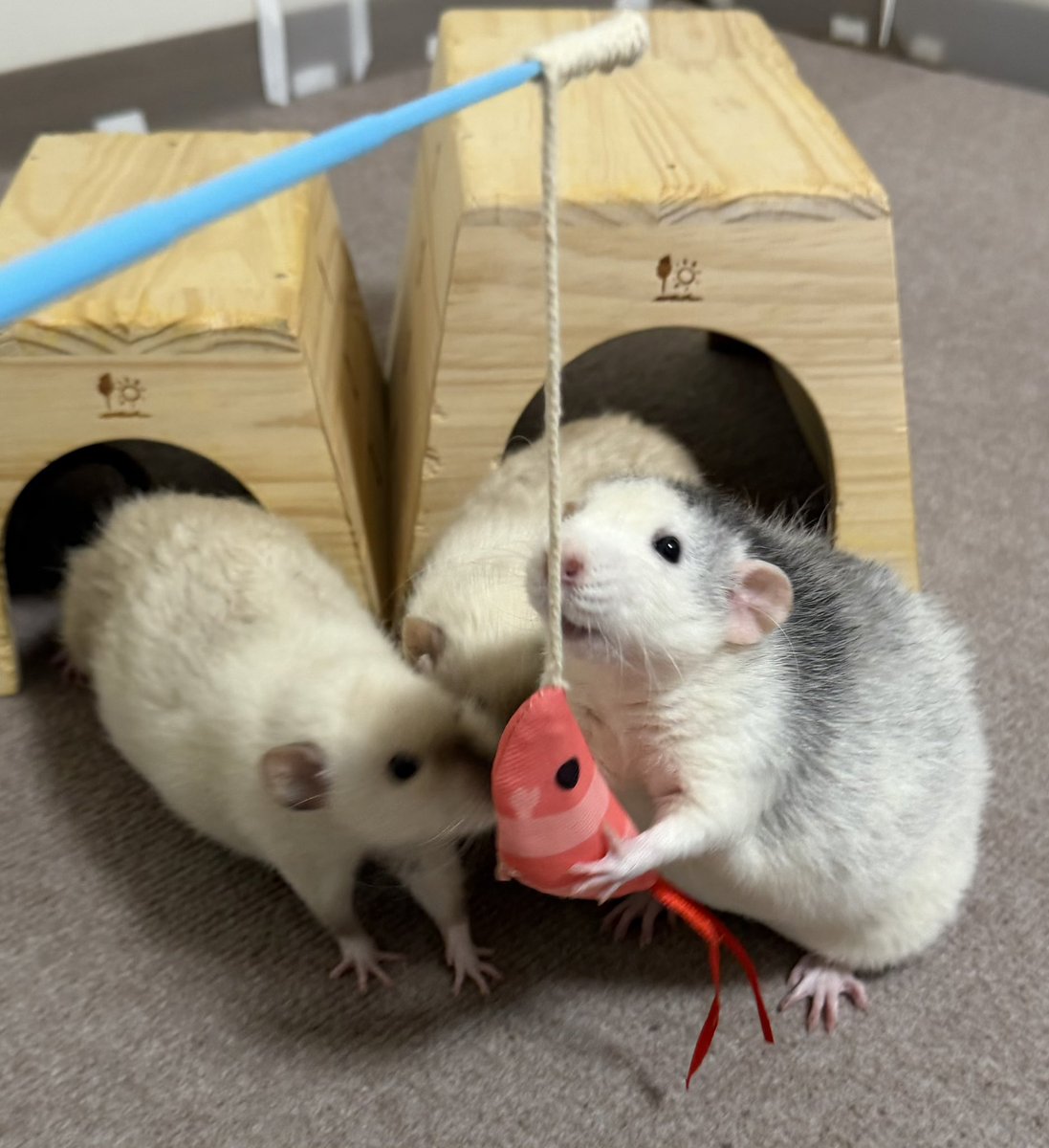 ﾇﾝﾒ•ﾘｰ tweet media