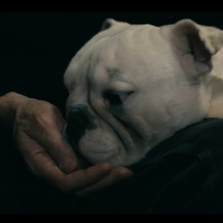 jurídico billy butcher 🧪 {THE BOYS S5 SPOILERS} tweet media