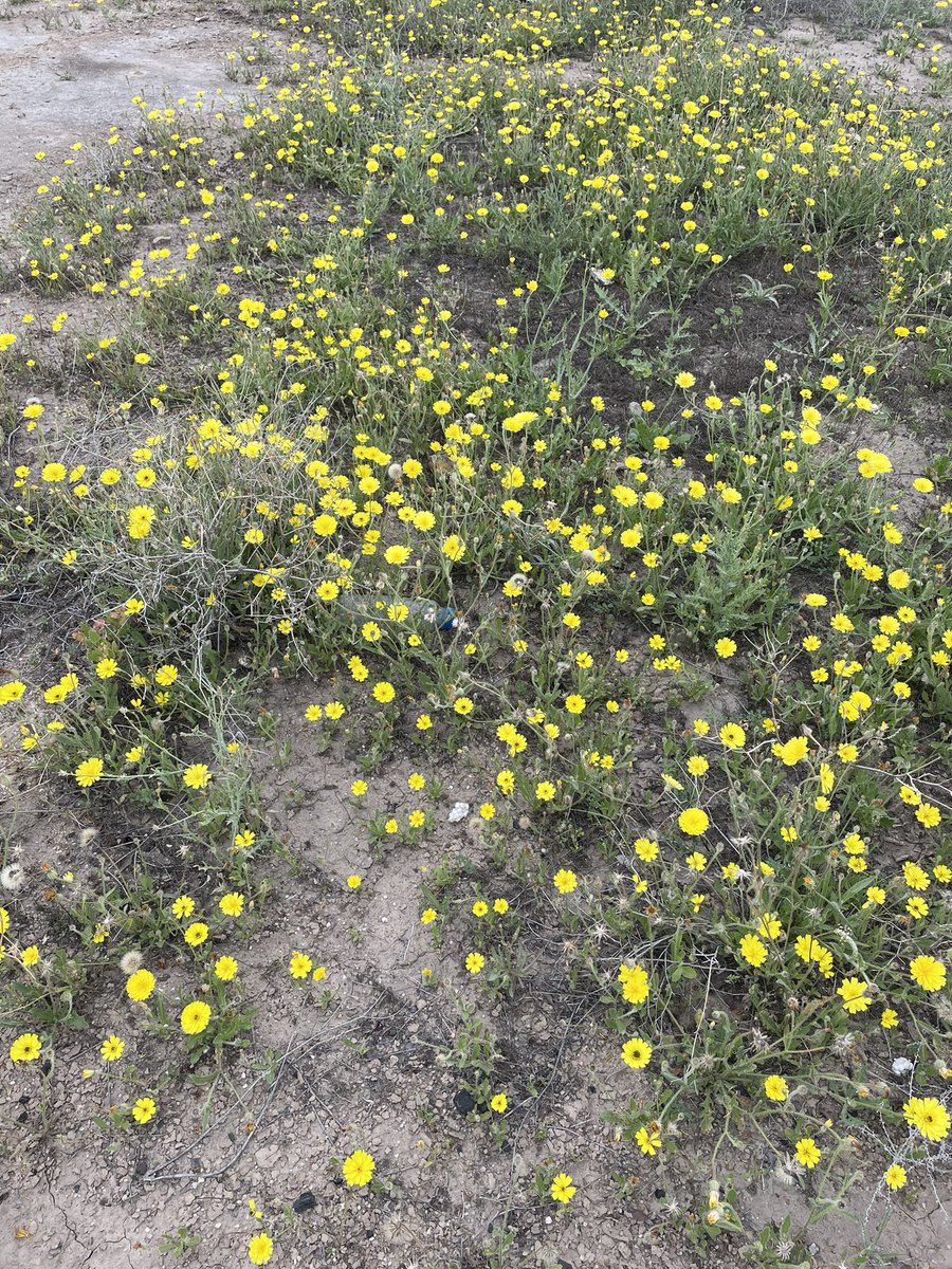 ManalALR's tweet photo. تمشيت اليوم الصبح بساحة بر يم بيتنا متروسة نوير ماشاءالله 🌼🌼 https://t.co/Dk9kFxRUXt