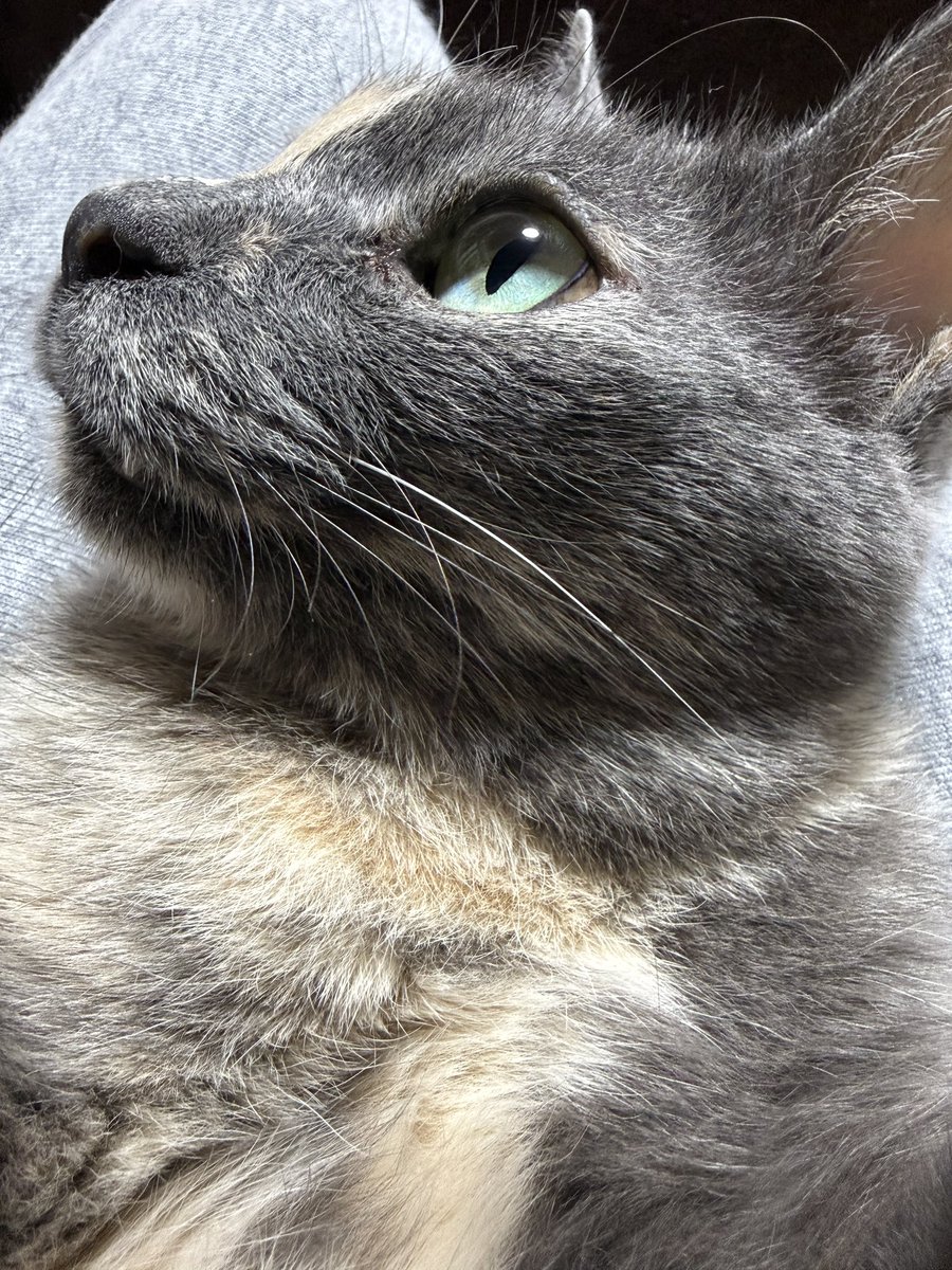 フフスです tweet media