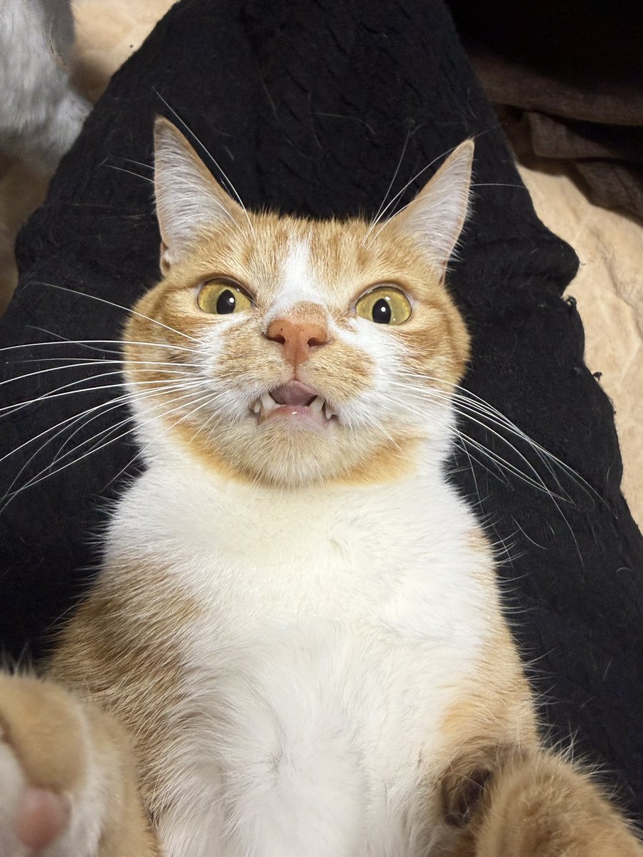 フフスです tweet media