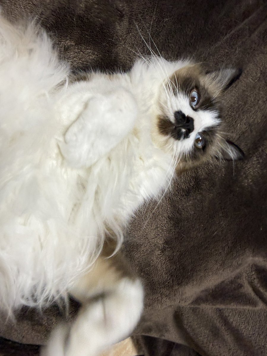 フフスです tweet media