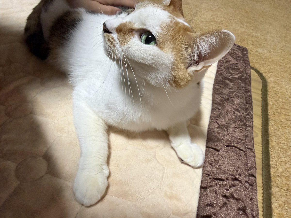 フフスです tweet media