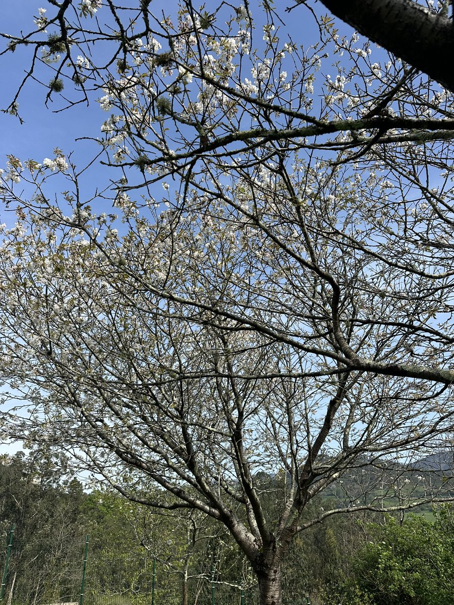 Álvaro Boro tweet media