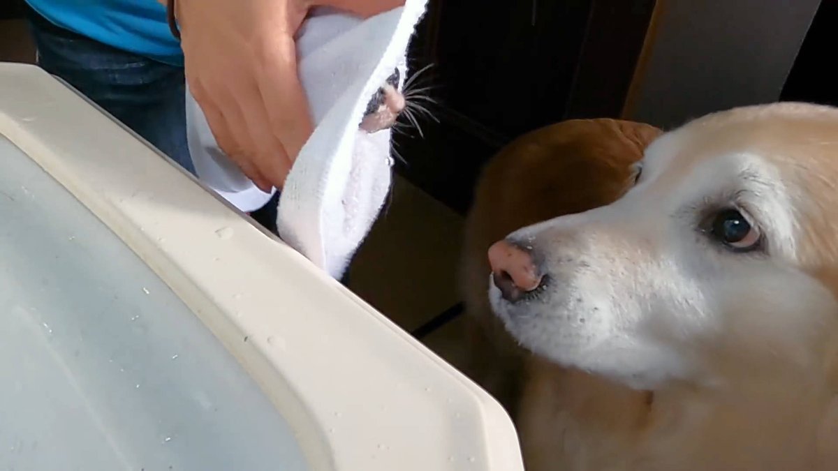 mohamed super tweet media