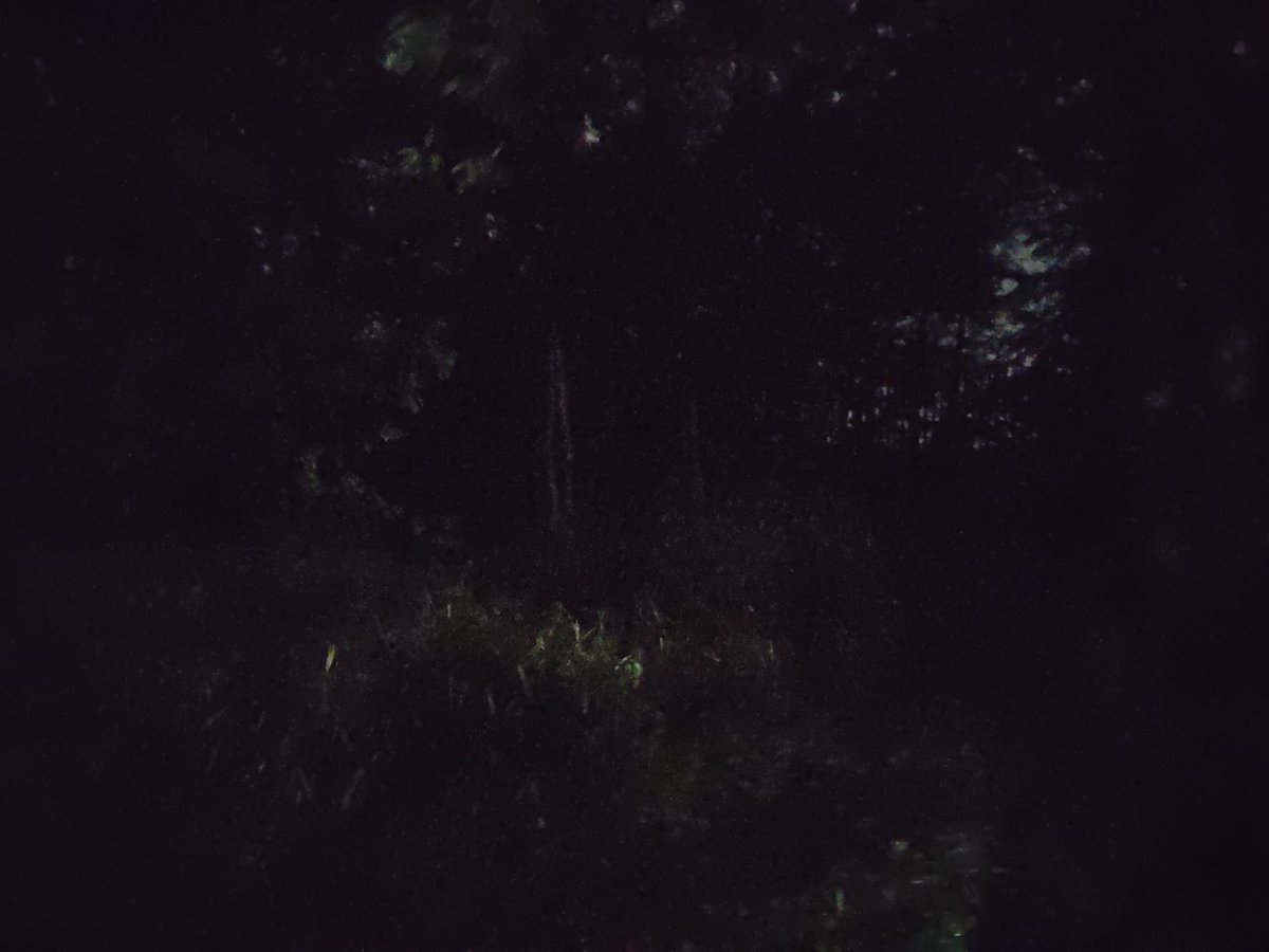 B_Cnp1600mm's tweet photo. 雨の夜の公園でムラムラしながら散歩している https://t.co/V5FE3ErkoM